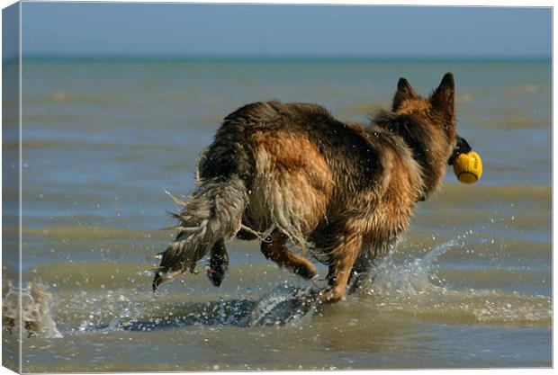 German Sheperd Playing In The Sea Canvas Print by val butcher