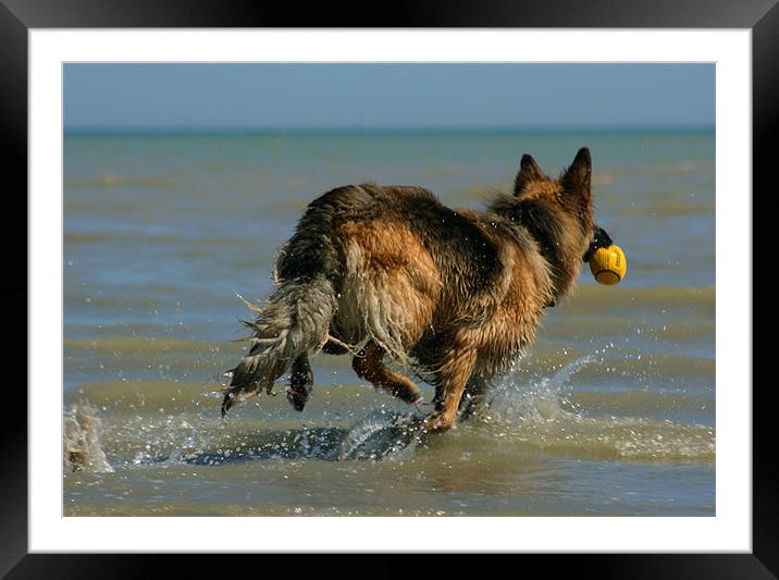 German Sheperd Playing In The Sea Framed Mounted Print by val butcher