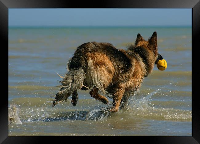 German Sheperd Playing In The Sea Framed Print by val butcher
