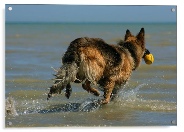 German Sheperd Playing In The Sea Acrylic by val butcher