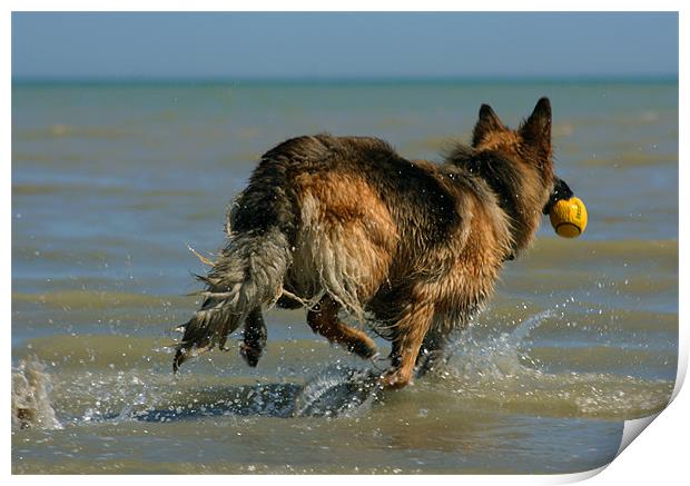 German Sheperd Playing In The Sea Print by val butcher