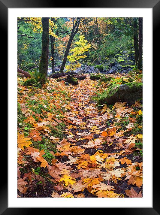 Autumn Path Framed Mounted Print by Mike Dawson