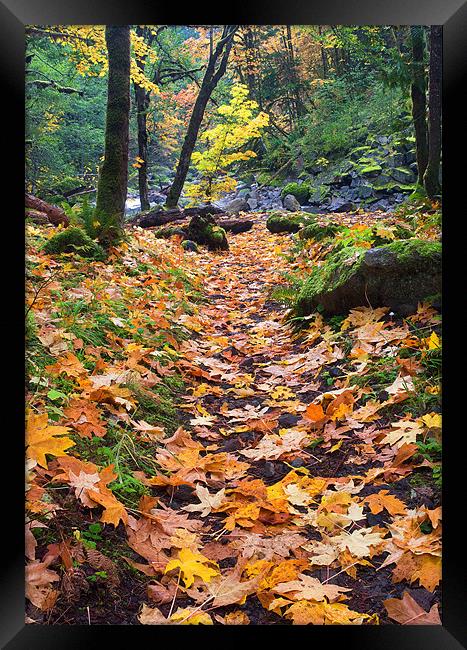 Autumn Path Framed Print by Mike Dawson