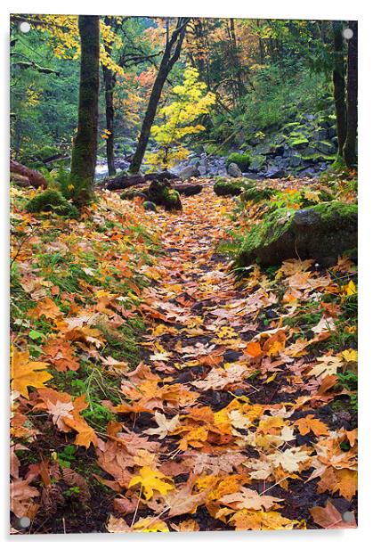 Autumn Path Acrylic by Mike Dawson