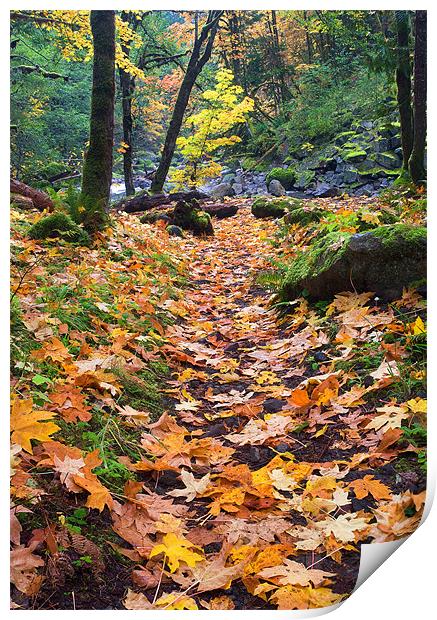 Autumn Path Print by Mike Dawson