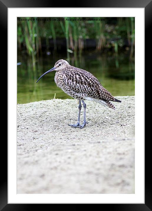 Curlew Framed Mounted Print by Rebecca Giles