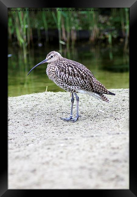 Curlew Framed Print by Rebecca Giles
