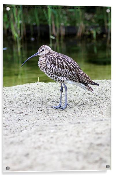 Curlew Acrylic by Rebecca Giles