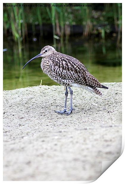Curlew Print by Rebecca Giles