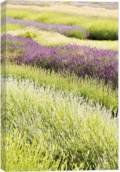  Lavender fields Canvas Print by Claire Castelli