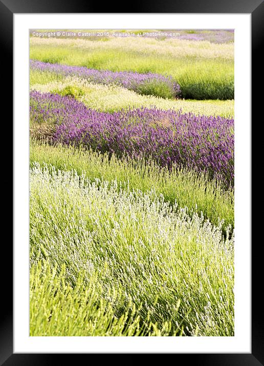  Lavender fields Framed Mounted Print by Claire Castelli