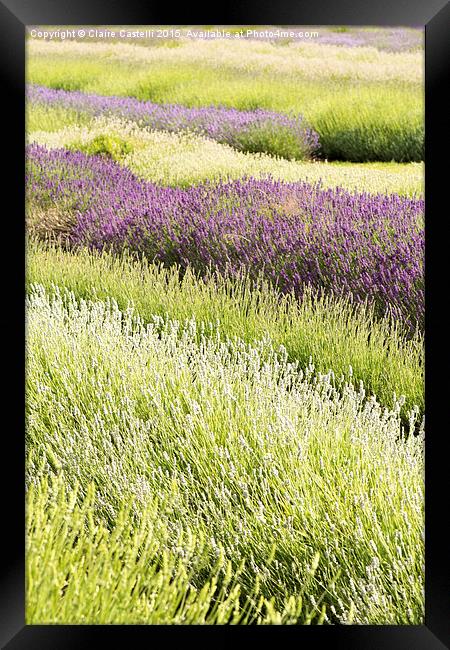  Lavender fields Framed Print by Claire Castelli