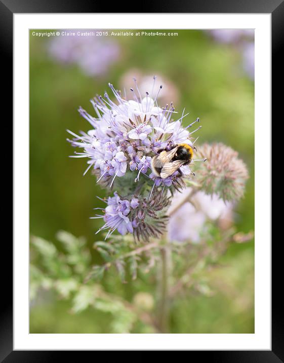 Bee on lavender Framed Mounted Print by Claire Castelli