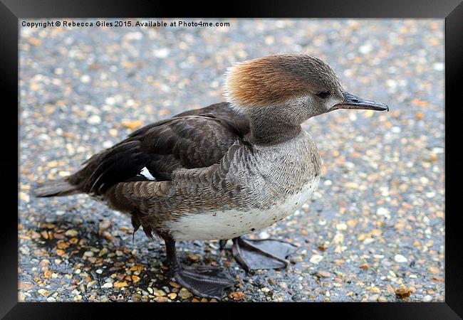  Female Merganser Framed Print by Rebecca Giles