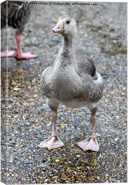  Baby Greylag Goose Canvas Print by Rebecca Giles