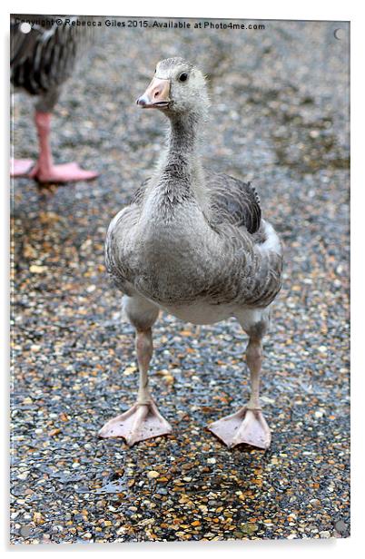  Baby Greylag Goose Acrylic by Rebecca Giles