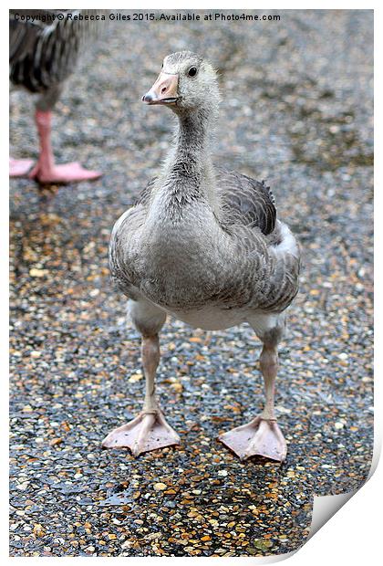  Baby Greylag Goose Print by Rebecca Giles