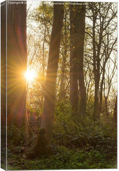 Sunlight through the trees Canvas Print by Claire Castelli