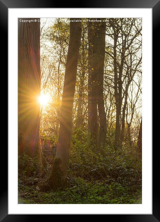  Sunlight through the trees Framed Mounted Print by Claire Castelli