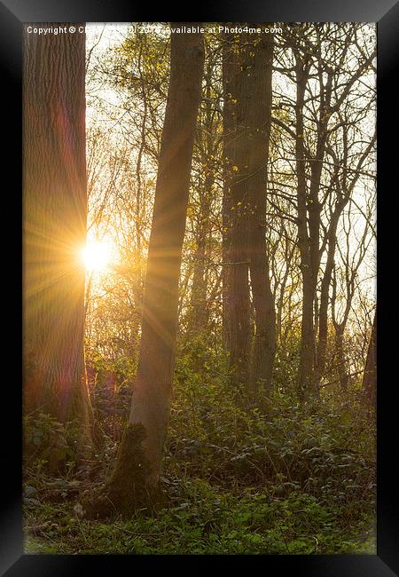 Sunlight through the trees Framed Print by Claire Castelli