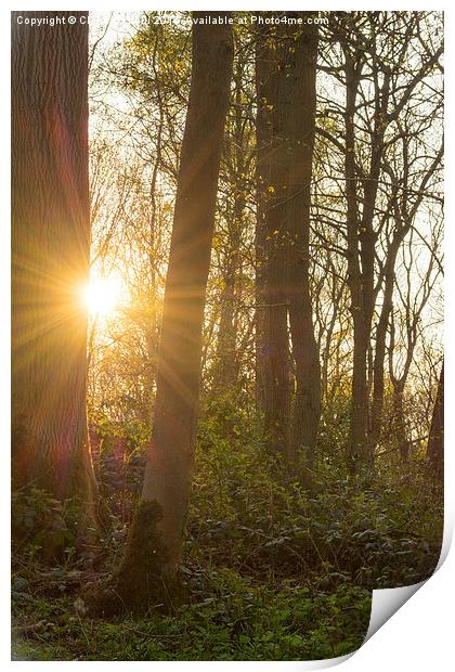  Sunlight through the trees Print by Claire Castelli