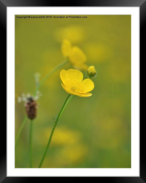Buttercups Framed Mounted Print by paula smith