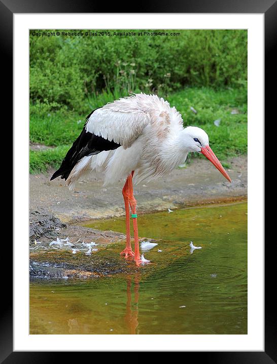  White Stork Framed Mounted Print by Rebecca Giles
