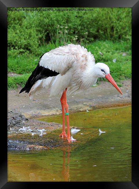  White Stork Framed Print by Rebecca Giles