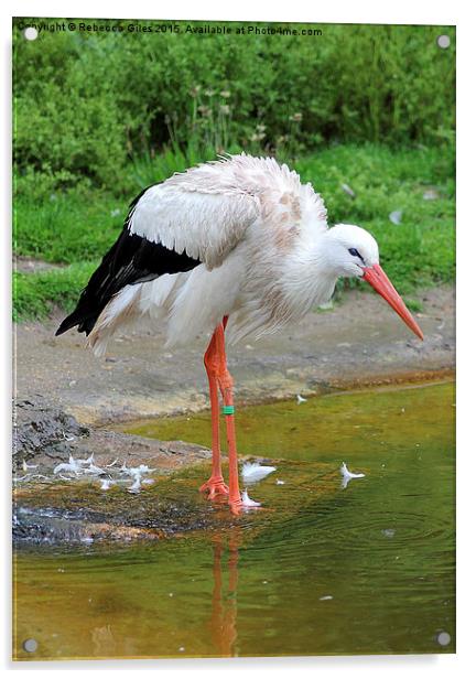  White Stork Acrylic by Rebecca Giles