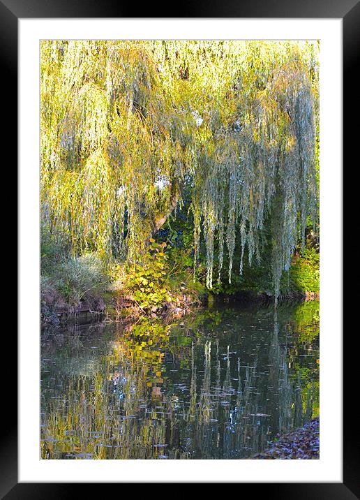 Weeping Willow Framed Mounted Print by Claire Castelli