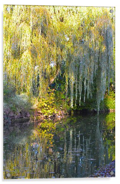 Weeping Willow Acrylic by Claire Castelli