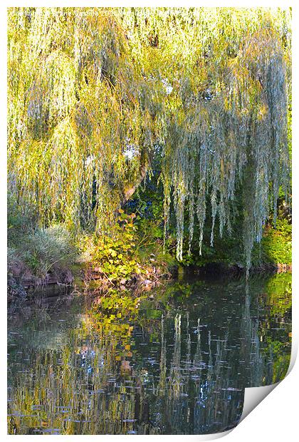 Weeping Willow Print by Claire Castelli