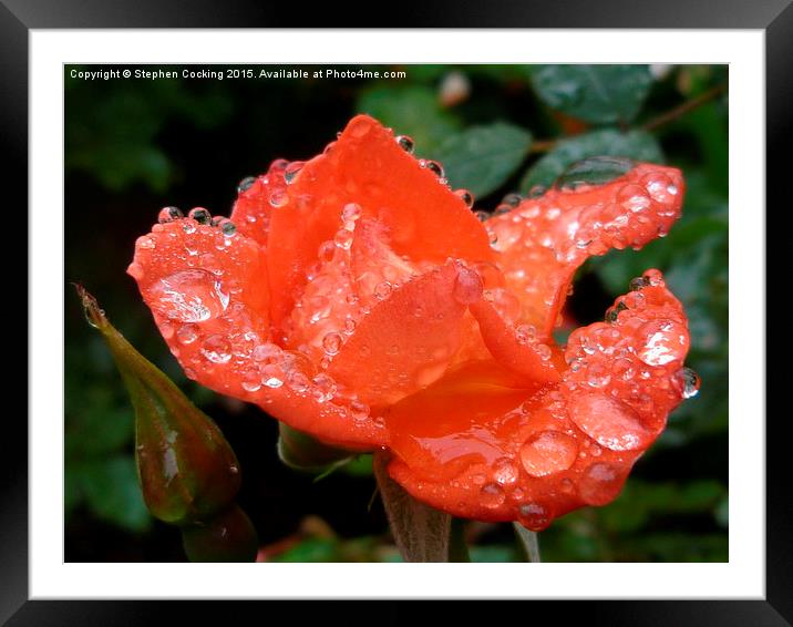 Warm Welcome - Rose - Water Droplets Framed Mounted Print by Stephen Cocking