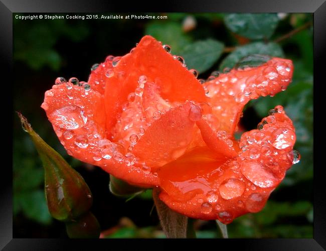  Warm Welcome - Rose - Water Droplets Framed Print by Stephen Cocking