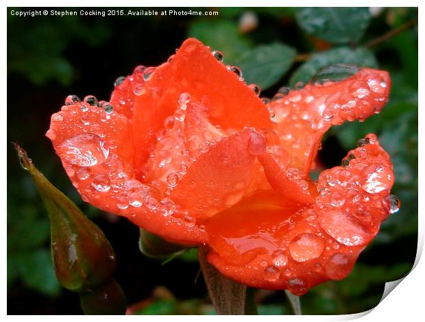  Warm Welcome - Rose - Water Droplets Print by Stephen Cocking