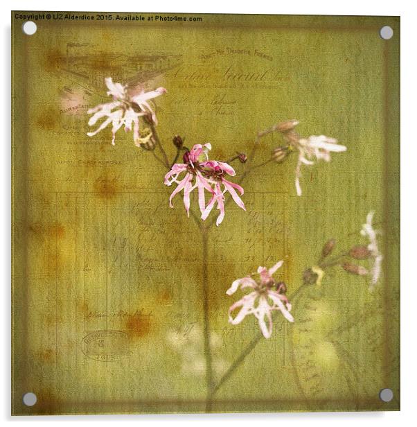 Ragged Robin on French Papers Acrylic by LIZ Alderdice