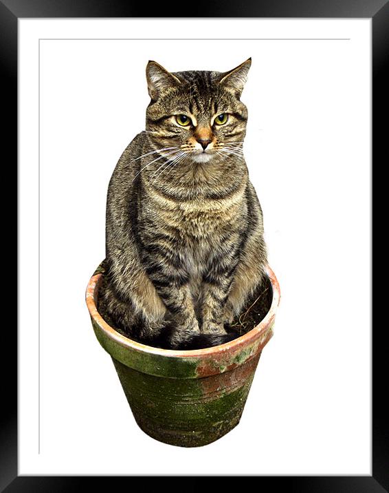 Potted Cat Framed Mounted Print by Brian Roscorla