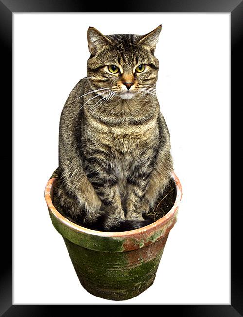 Potted Cat Framed Print by Brian Roscorla