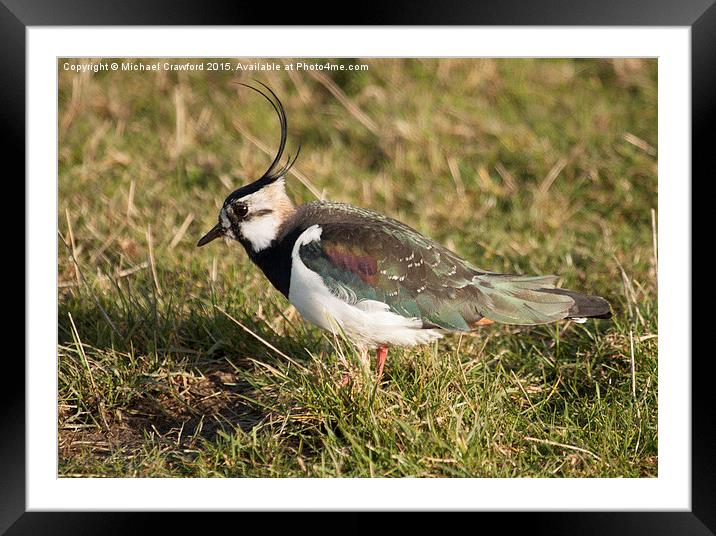 Northern Lapwing (Vanellus vanellus) Framed Mounted Print by Michael Crawford