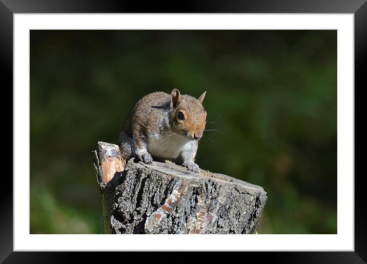  Cheeky Squirrel Framed Mounted Print by David Brotherton