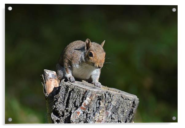  Cheeky Squirrel Acrylic by David Brotherton