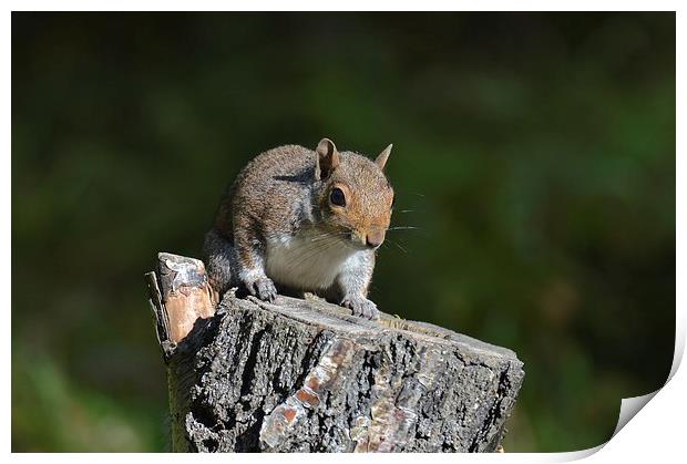  Cheeky Squirrel Print by David Brotherton