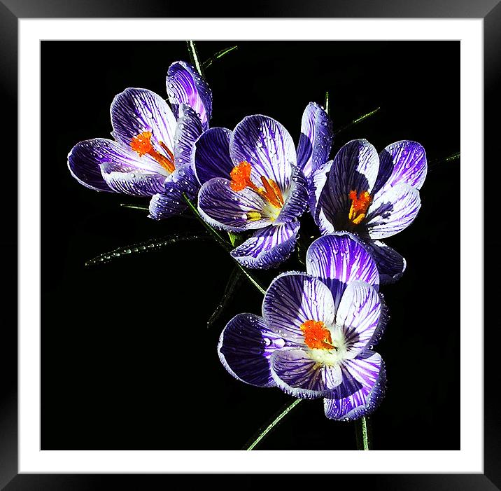  Silhouetted Striped Crocus  Framed Mounted Print by james balzano, jr.