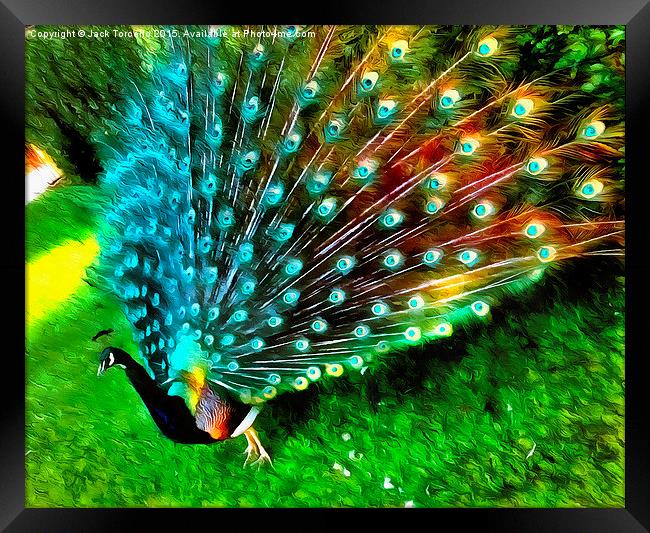  Peacock in Splendour! Framed Print by Jack Torcello