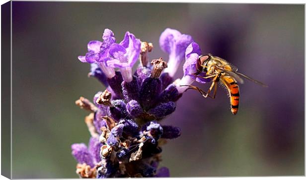  Hover fly on Lavender by JCstudios Canvas Print by JC studios LRPS ARPS
