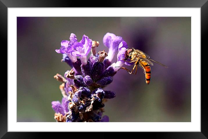  Hover fly on Lavender by JCstudios Framed Mounted Print by JC studios LRPS ARPS