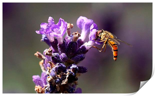  Hover fly on Lavender by JCstudios Print by JC studios LRPS ARPS