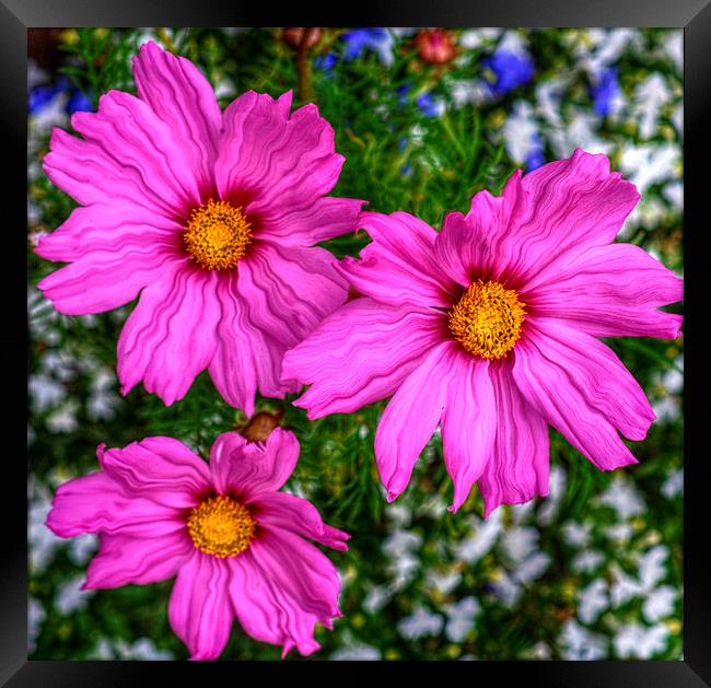  pink Framed Print by sue davies