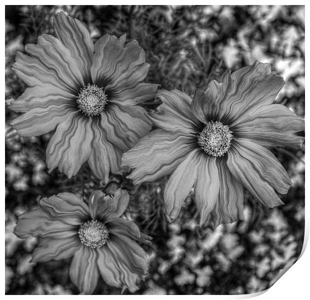  mono flowers Print by sue davies