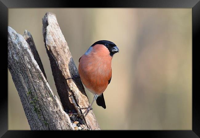  Alert Bullfinch Framed Print by David Brotherton